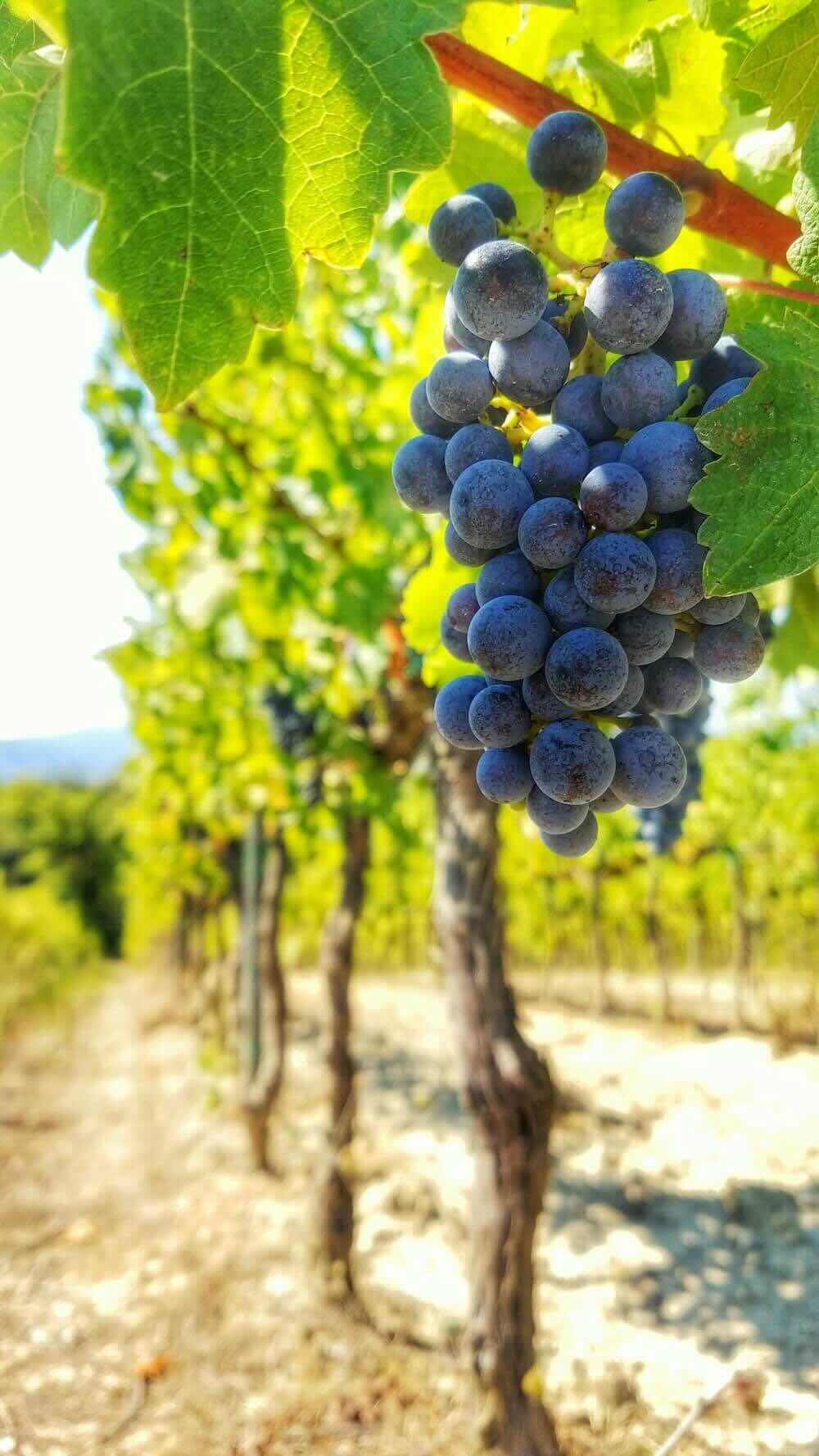 Weinfest